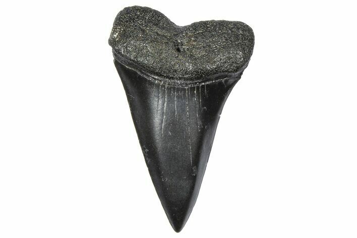 Fossil Broad-Toothed Mako Tooth - South Carolina #360872